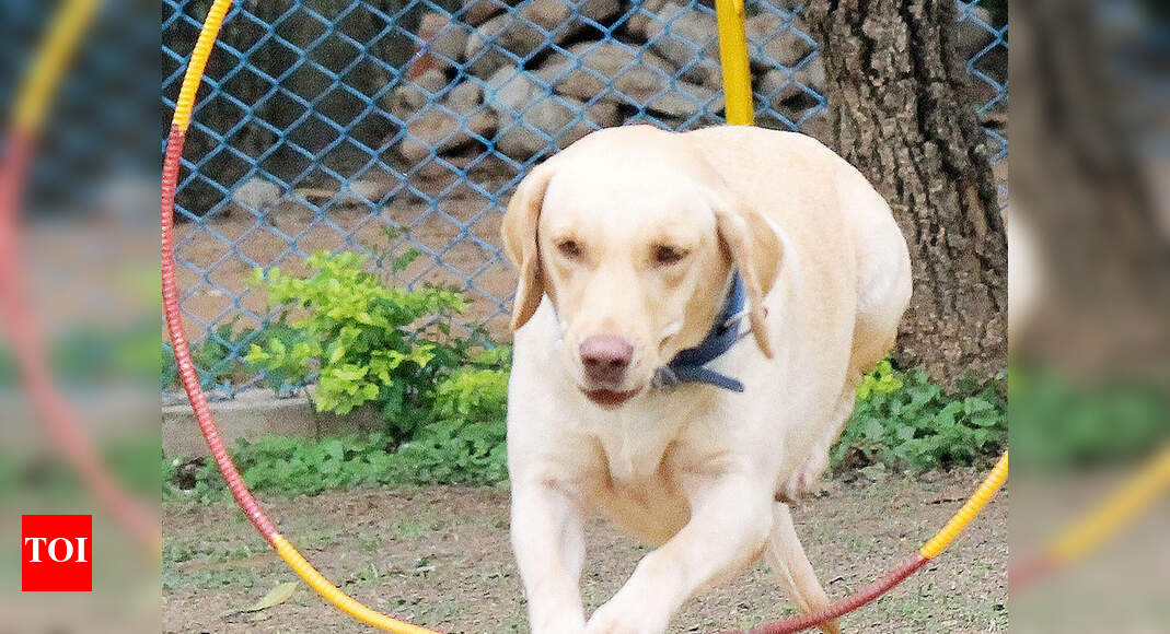Child mauled by stray dogs in Greater Noida | Noida News - Times of India