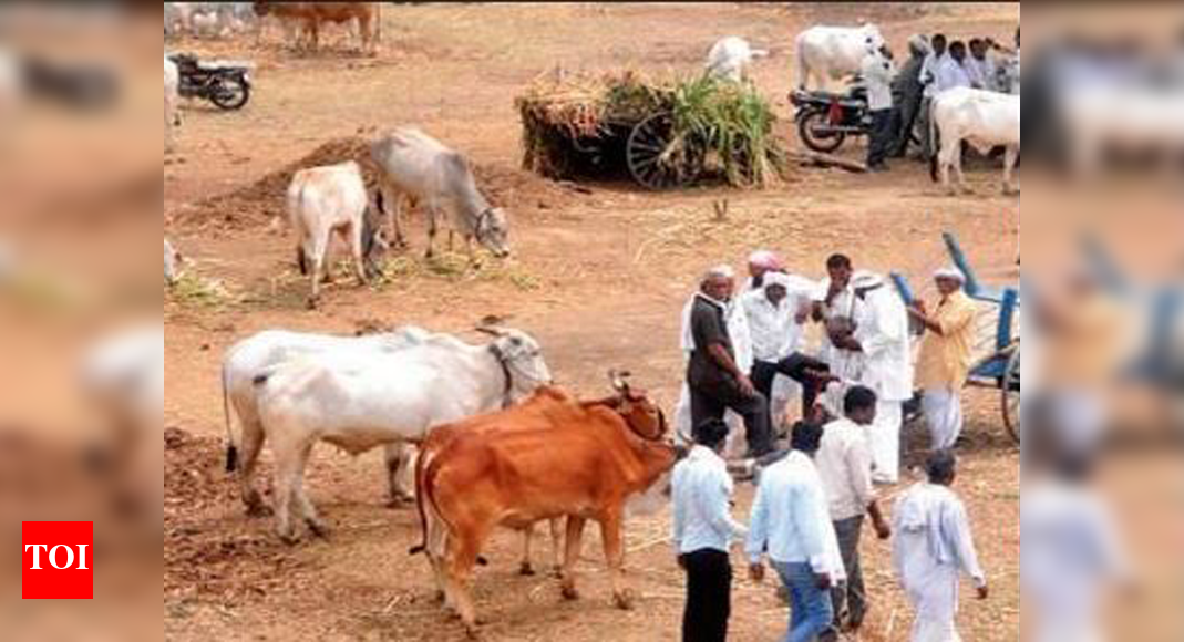 Goa to write to Centre over notification on cattle trade ...