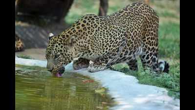 Aravalis in Gurugram, Faridabad core area for leopards