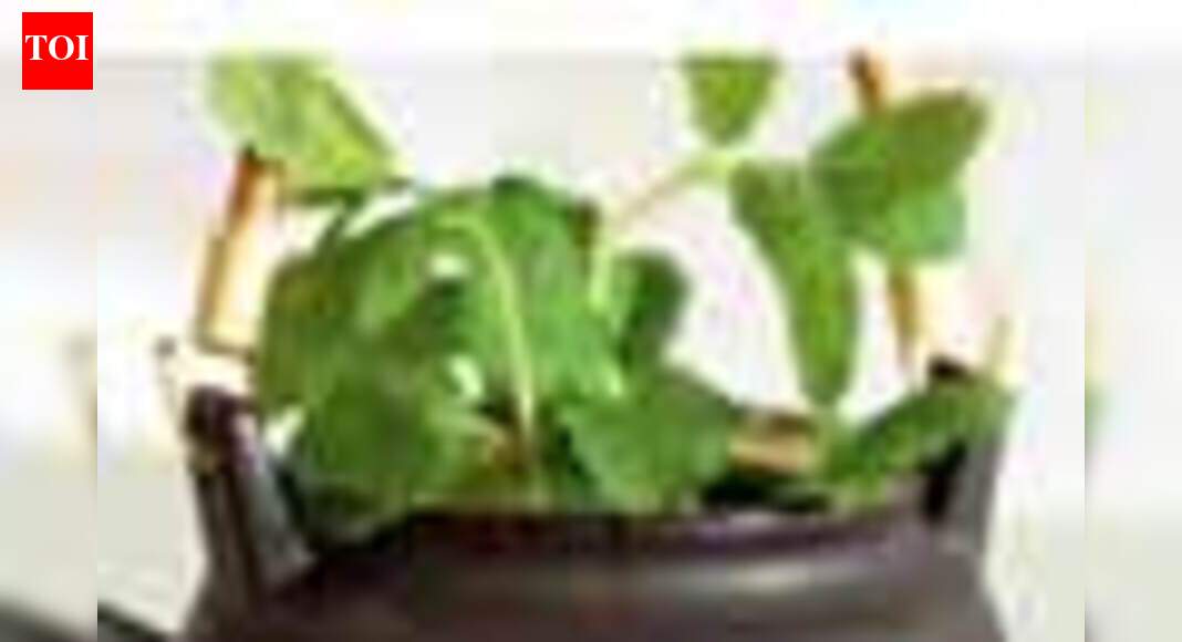 ‘Mint’ing the benefits - The Times of India