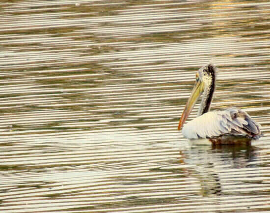 Vedanthangal Bird Sanctuary