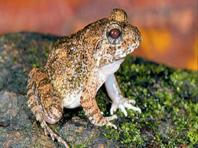 Frogs with burrowing skills found