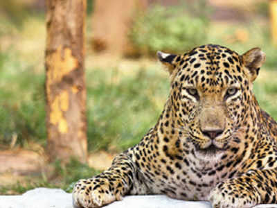 Chattbir plays cupid for lonesome jaguar, zebra, fallow deer | Chandigarh  News - Times of India