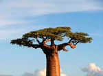 Baobab tree