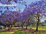 Jacarandas