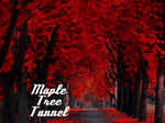 Maple tree tunnel