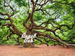 Angel Oak