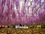 Wisteria