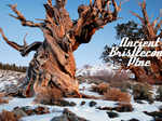 Ancient Bristlecone Pine