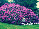 Rhododendron