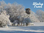 Wintry trees