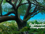Underwater Mangrove