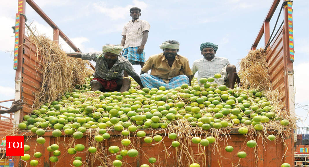 Acid Lime High density plantation nets 3times higher yield Nagpur