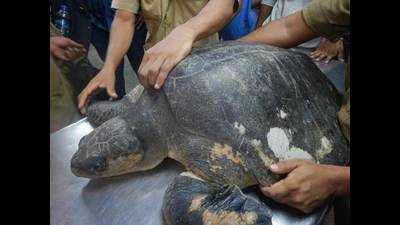 3 injured Olive Ridley turtles wash ashore in 24 hours