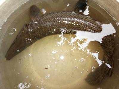 Alligator gar fish found in Bindusagar tank