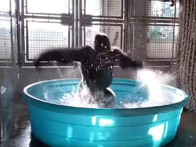 Gorilla at Dallas zoo is a 'dancing machine'