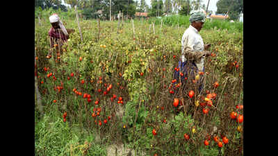 Minister promises to boost veggie production in Vattavada area