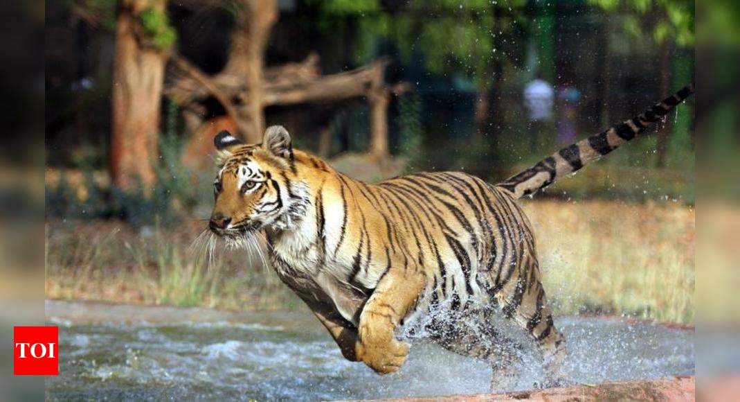 Tiger Kills Woman: 39-year-old Woman Mauled To Death By Tiger In ...