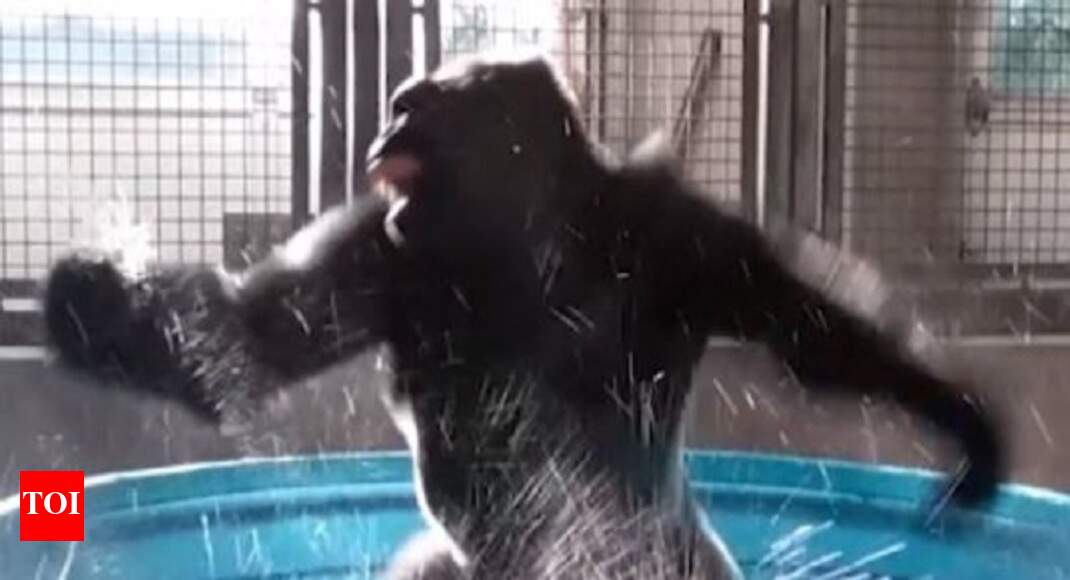 gorilla dance Splash dancing by gorilla at Dallas Zoo goes viral