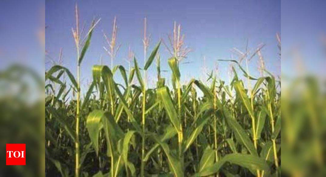 New drought-resistant crops developed - Times of India