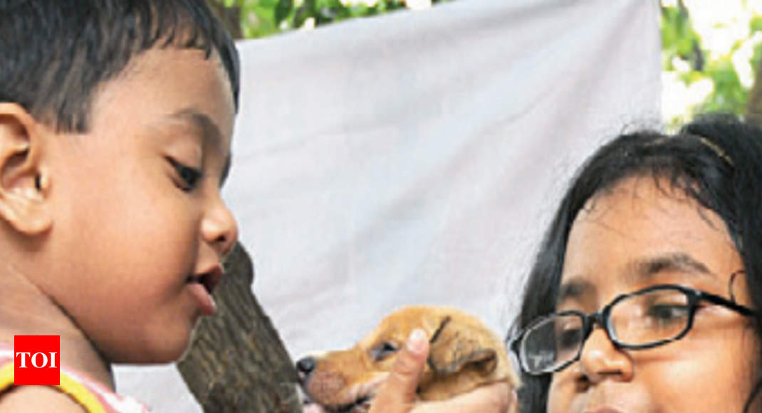 Most dog bites are by provoked pets: Study | Chennai News - Times of India