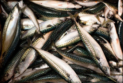 Ten million tonnes of fish get wasted every year: study