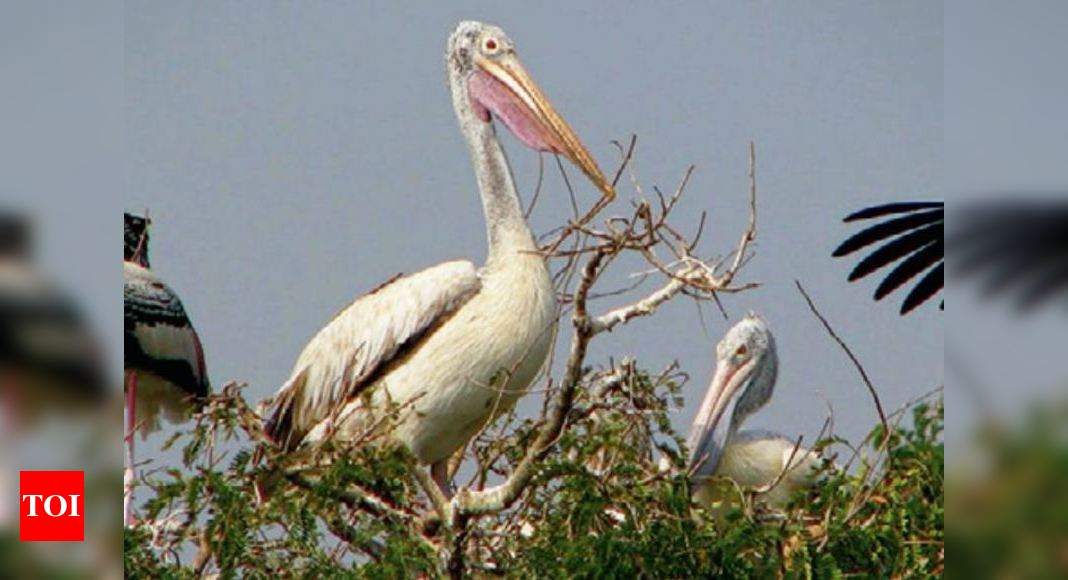151 endangered species in Telangana identified | Hyderabad News - Times of  India