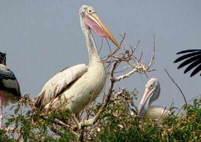 151 endangered species in Telangana identified | Hyderabad News - Times of India 151 endangered species in Telangana identified | Hyderabad News - Times of India
