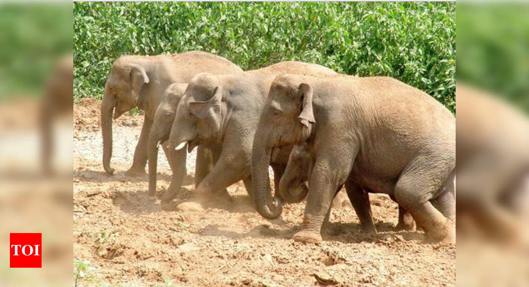 Cruelty To Elephant Cops File Fir Against Unidentified Persons