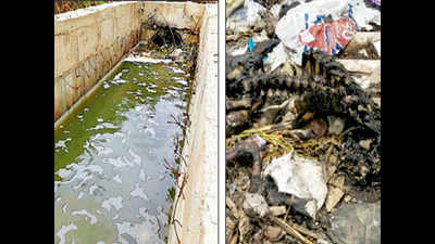 Animal waste & sewage trigger frothing of RK Puram Lake