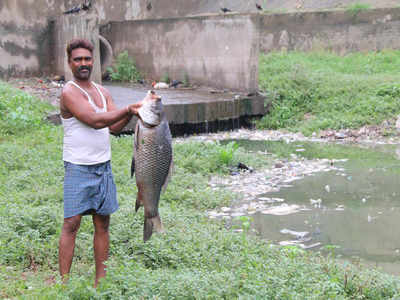 Low oxygen in Ghodasar water kills hundreds of fish