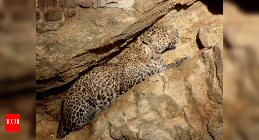 Leopard FELL IN WELL: Leopard rescued from well with makeshift ladder ...