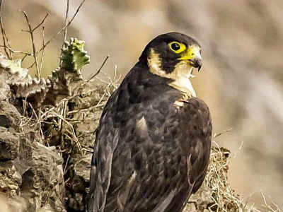 In Rare Sighting Shaheen Falcon Spotted In Gotri Vadodara