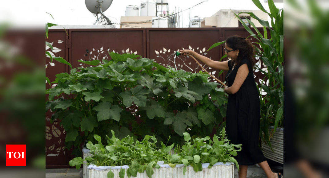Tindas On Your Terrace Are Good, How To Start Terrace Gardening Business