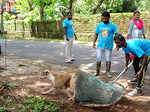 ​ Volunteers of Animal Care Trust take part in a vaccination