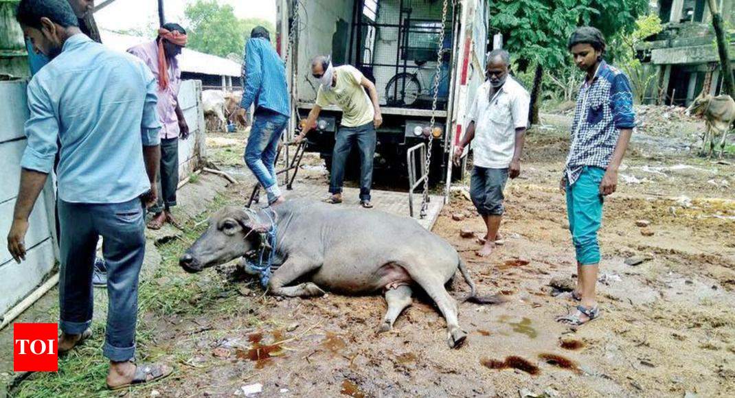 2 buffaloes die in accident; police book owner, car driver | Nagpur News -  Times of India