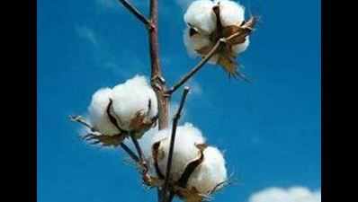 Bt cotton falling to pest, Maharashtra tensed