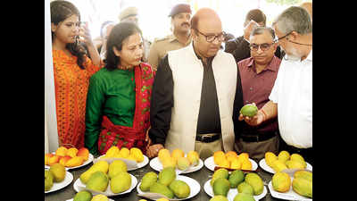 Not-so-aam mangoes at this festival