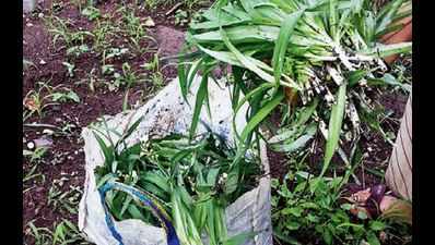 Pilfering of rare kuli herb upsets botanists