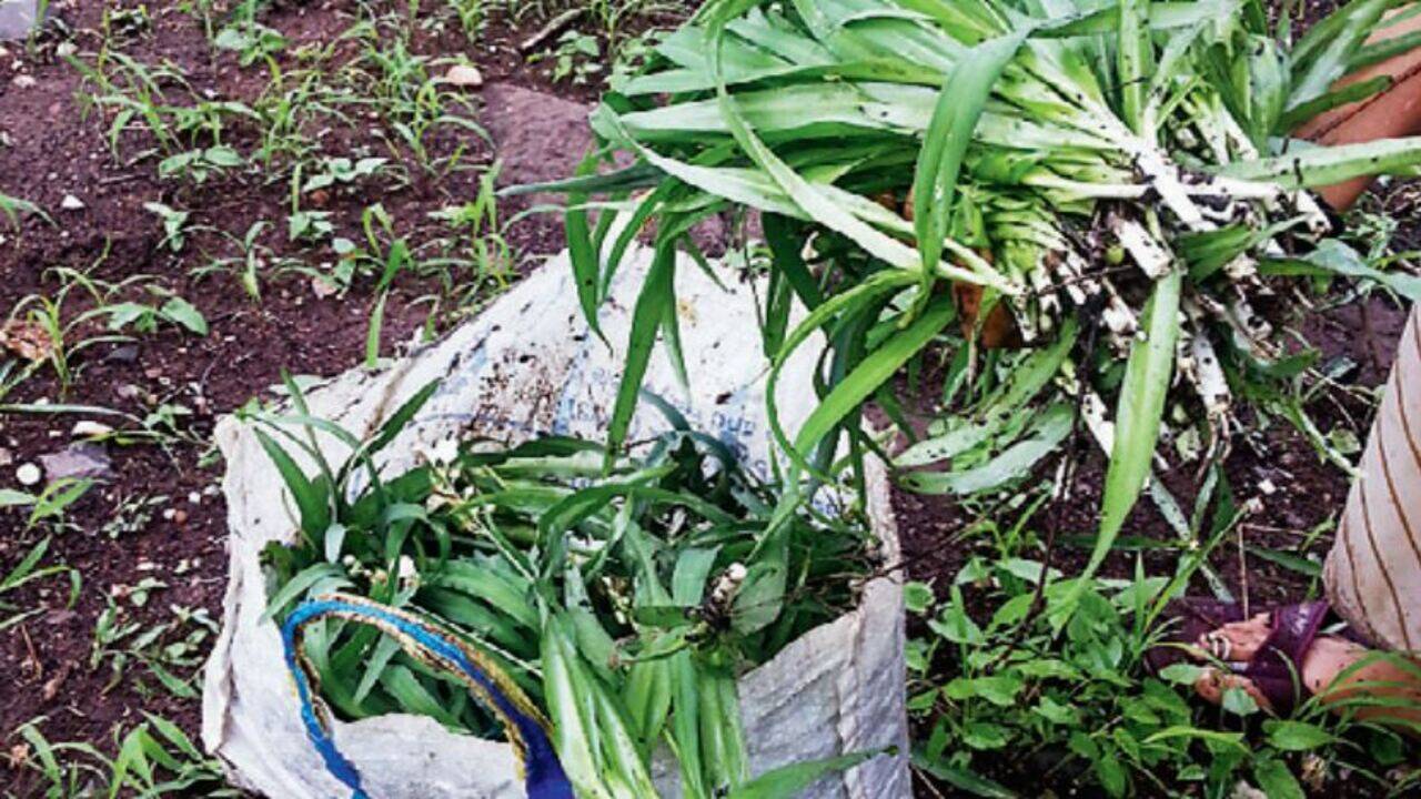 Pilfering of rare kuli herb upsets botanists | Pune News - Times of India