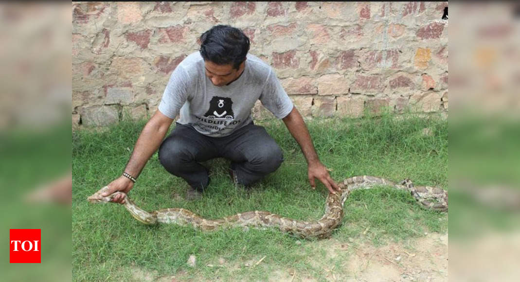 air force python snake