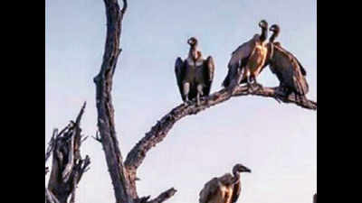 White-backed vultures sighted in Jaisalmer