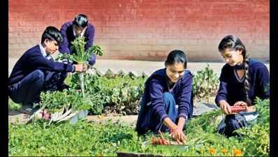 Chandigarh govt schools grow veggies in backyard for midday meal