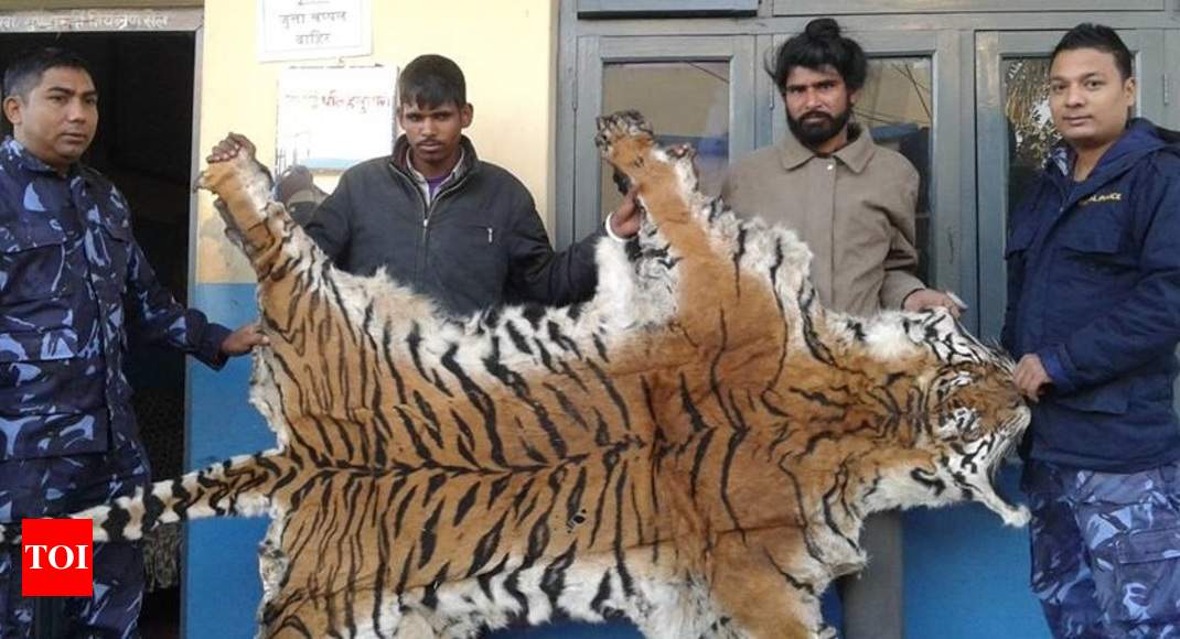 Real 2025 tiger coat