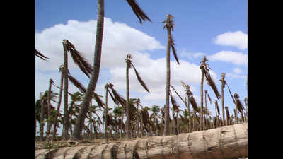 Coconut farmers in Udumalpettai feel the heat, cut down trees