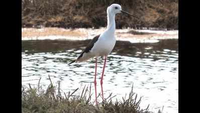 Rare nests of black-winged stilt sighted by environmentalists in Kanyakumari