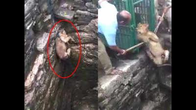 Lioness rescued from well in Gir-Somnath village near Rajkot