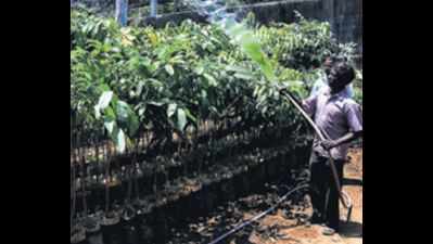 Delay in monsoon leaves nurseries high and dry