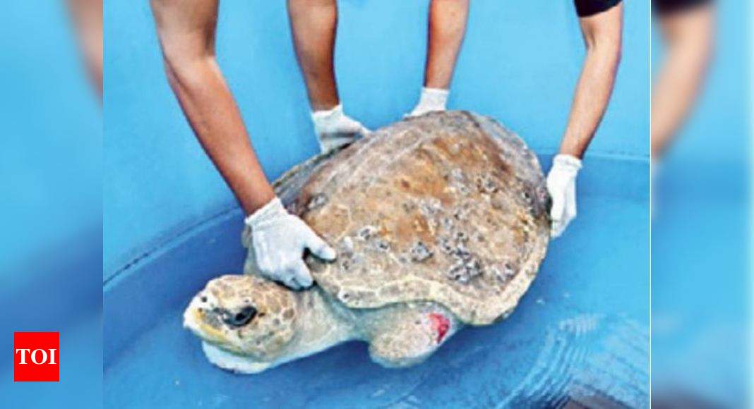 Volunteers From Mumbai Get Lessons On Handling Stranded Turtles Mumbai News Times Of India 