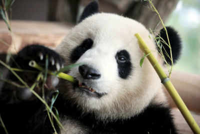 China's 'panda diplomacy': All you need to know